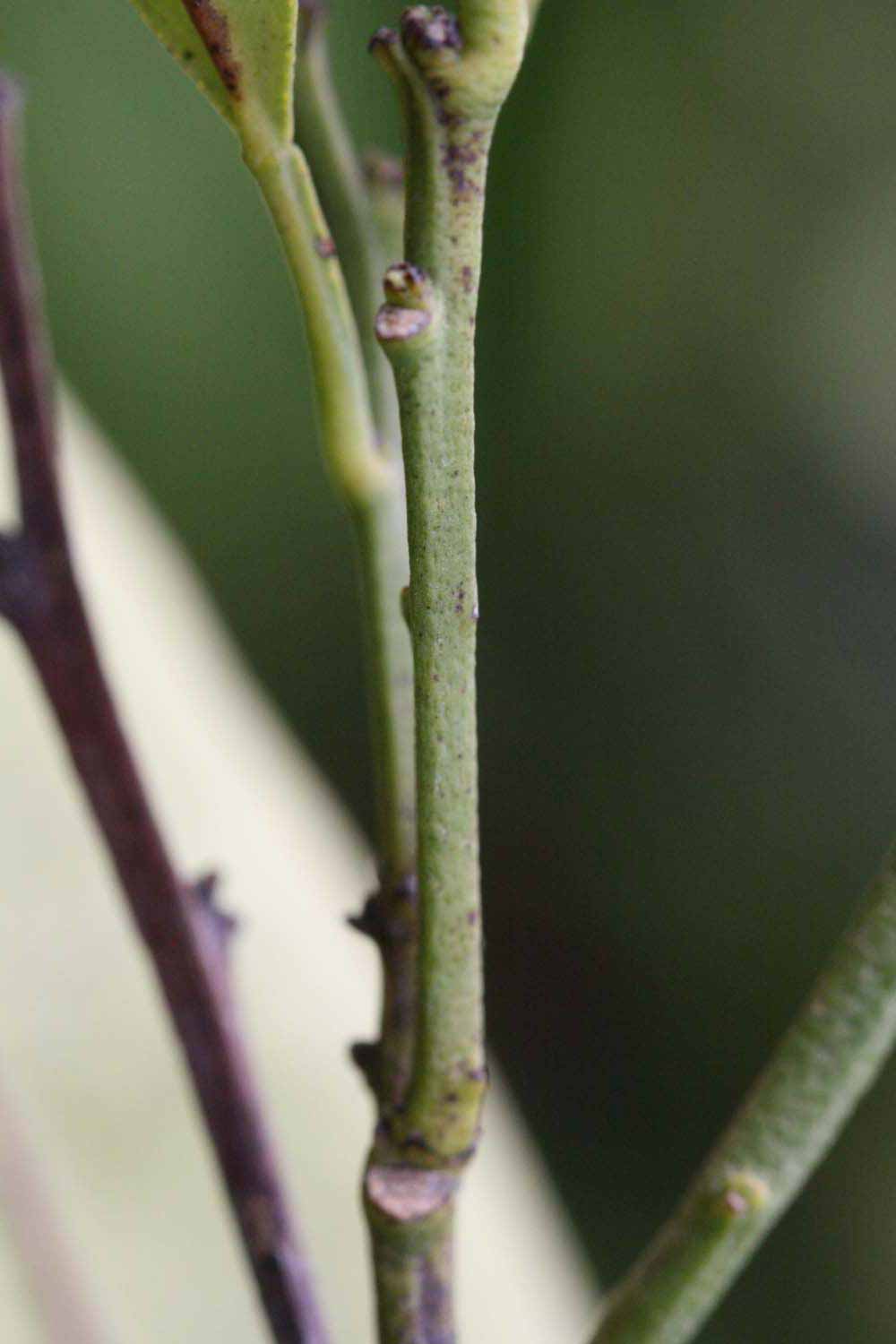            First year twig (Riverside, CA)   